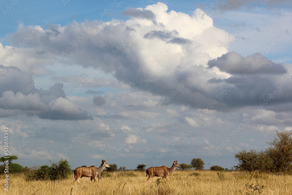 Fototapeta premium Großer Kudu / Greater Kudu / Tragelaphus strepsiceros.