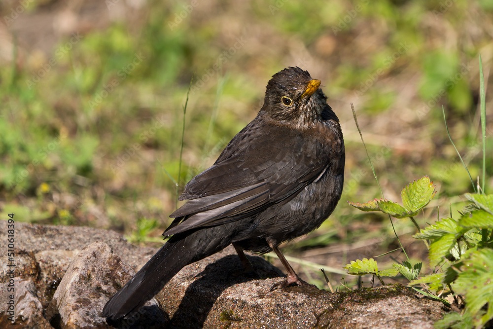 Close up view of a common eurasian blackbird female on the ground after bathing looking at the viewer Close up view of a common eurasian blackbird female on the ground after bathing looking at the viewer