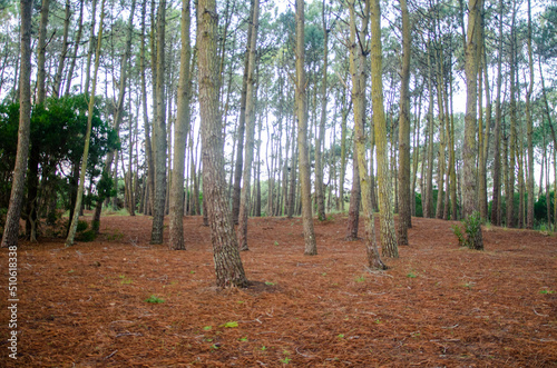 Bosques de Mar de las Pampas II