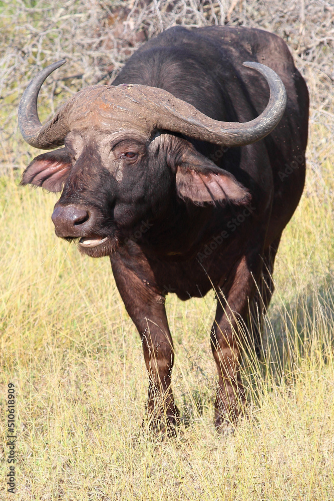 Kaffernbüffel / African buffalo / Syncerus caffer Kaffernbüffel / African buffalo / Syncerus caffer