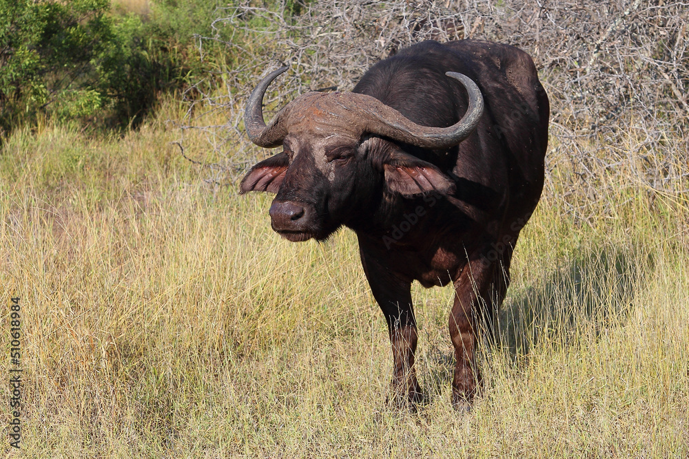 Kaffernbüffel / African buffalo / Syncerus caffer Kaffernbüffel / African buffalo / Syncerus caffer
