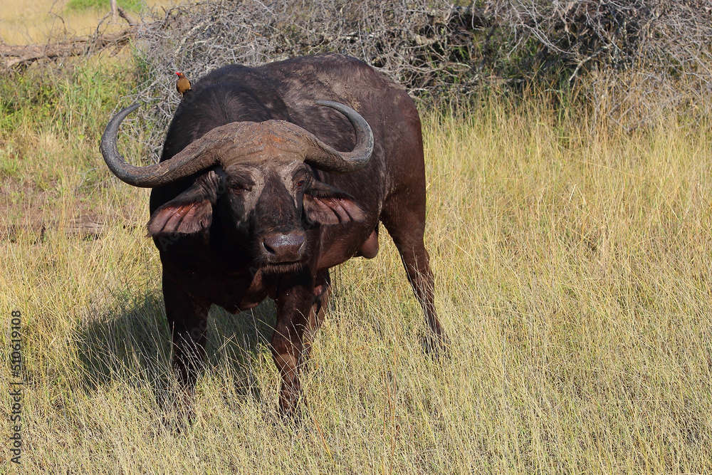 Obraz premium Kaffernbüffel und Rotschnabel-Madenhacker / African buffalo and Red-billed oxpecker / Syncerus caffer et Buphagus erythrorhynchus.