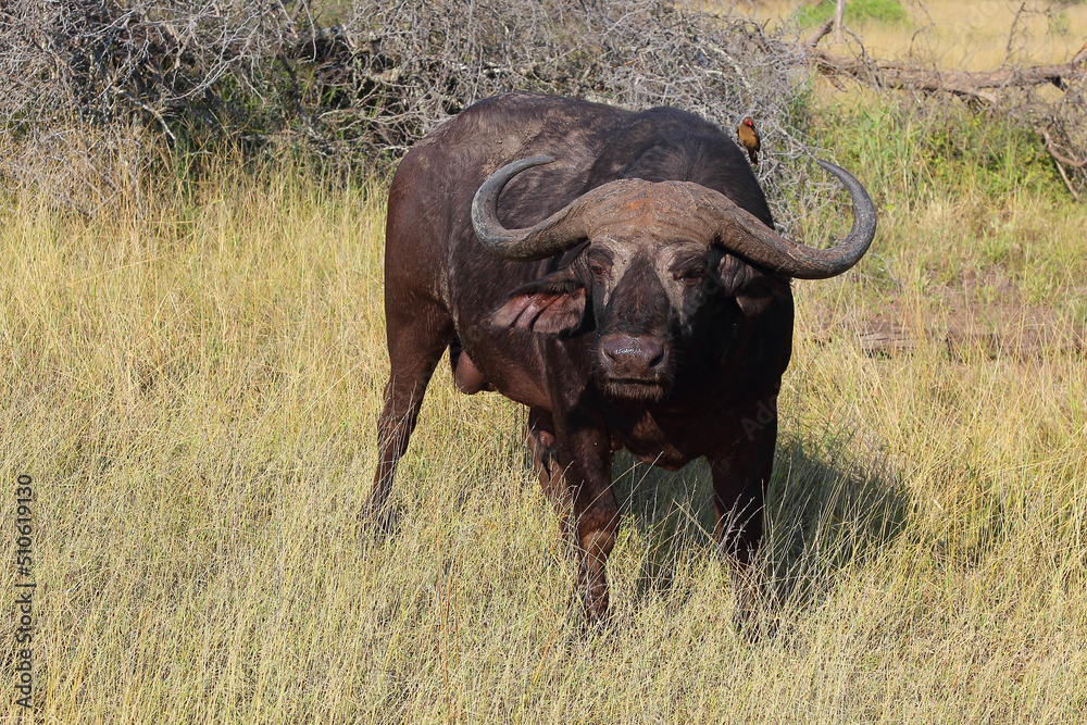 Obraz premium Kaffernbüffel und Rotschnabel-Madenhacker / African buffalo and Red-billed oxpecker / Syncerus caffer et Buphagus erythrorhynchus.