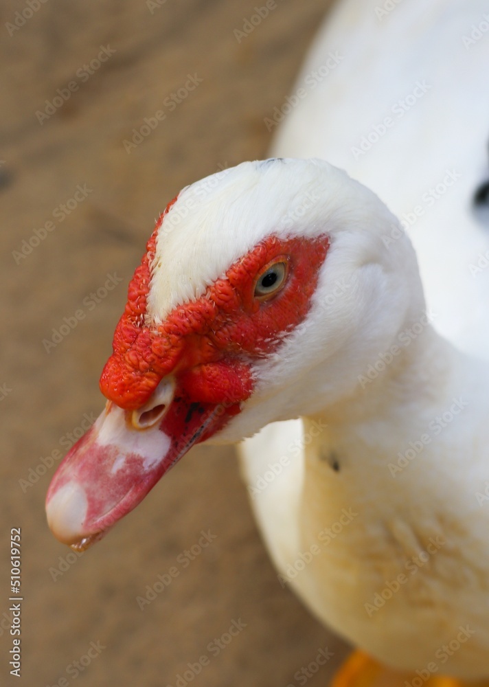 portrait of a muscovy duck