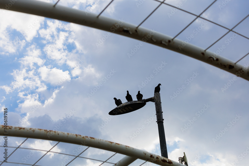 Obraz premium 4 pigeons on a street lamp