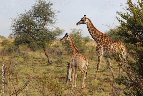 Giraffe   Giraffe   Giraffa camelopardalis.
