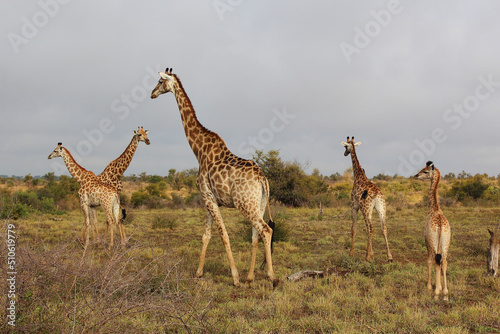 Giraffe / Giraffe / Giraffa camelopardalis. © Ludwig