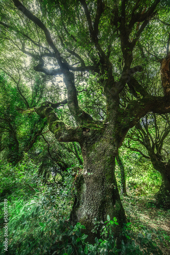 Big tree in San Leonardo forest
