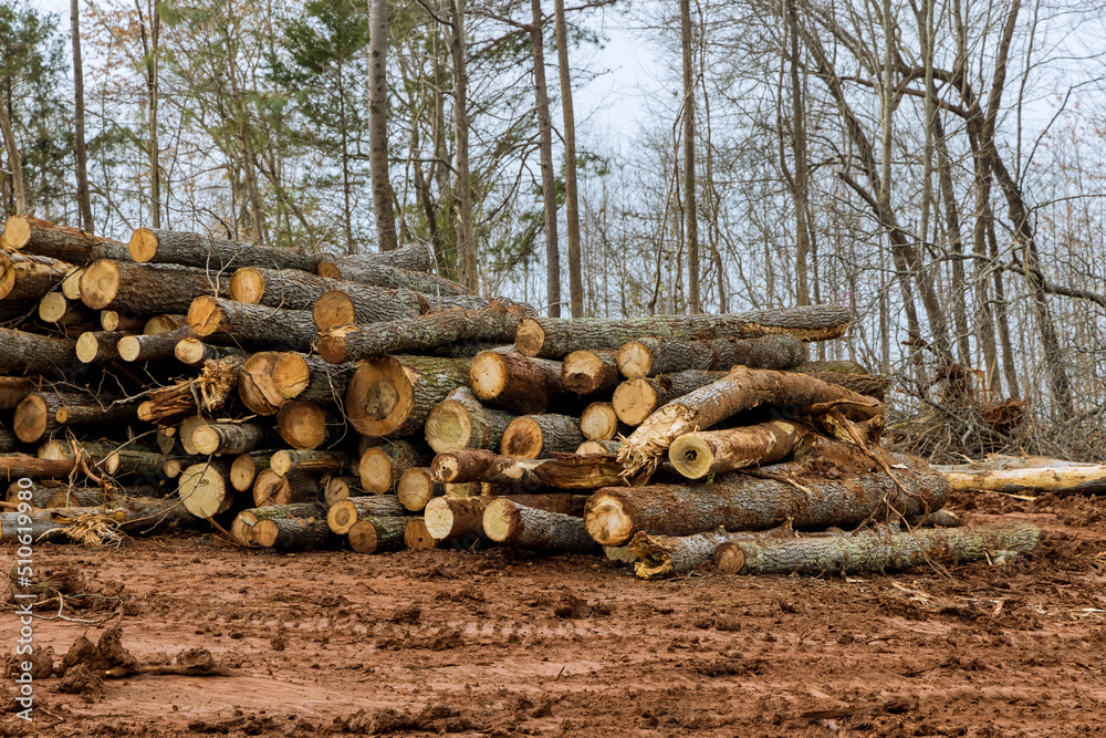 Trees chopped and stacked with preparation clearing land new residential development construction Trees chopped and stacked with preparation clearing land new residential development construction