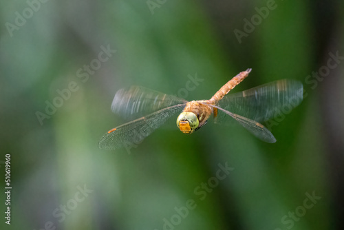 Green-eyed hawker or Norfolk hawker dragonfly (Aeshna isoceles) in flight over a pond. photo