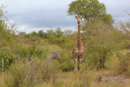 Photography Giraffe / Giraffe / Giraffa camelopardalis