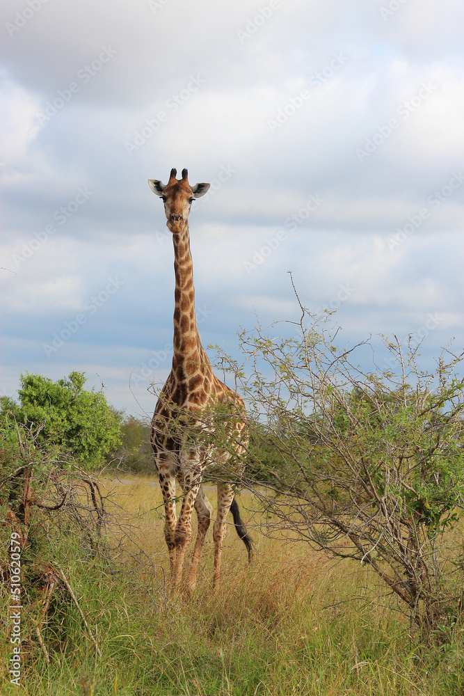 Fotografie Giraffe / Giraffe / Giraffa camelopardalis