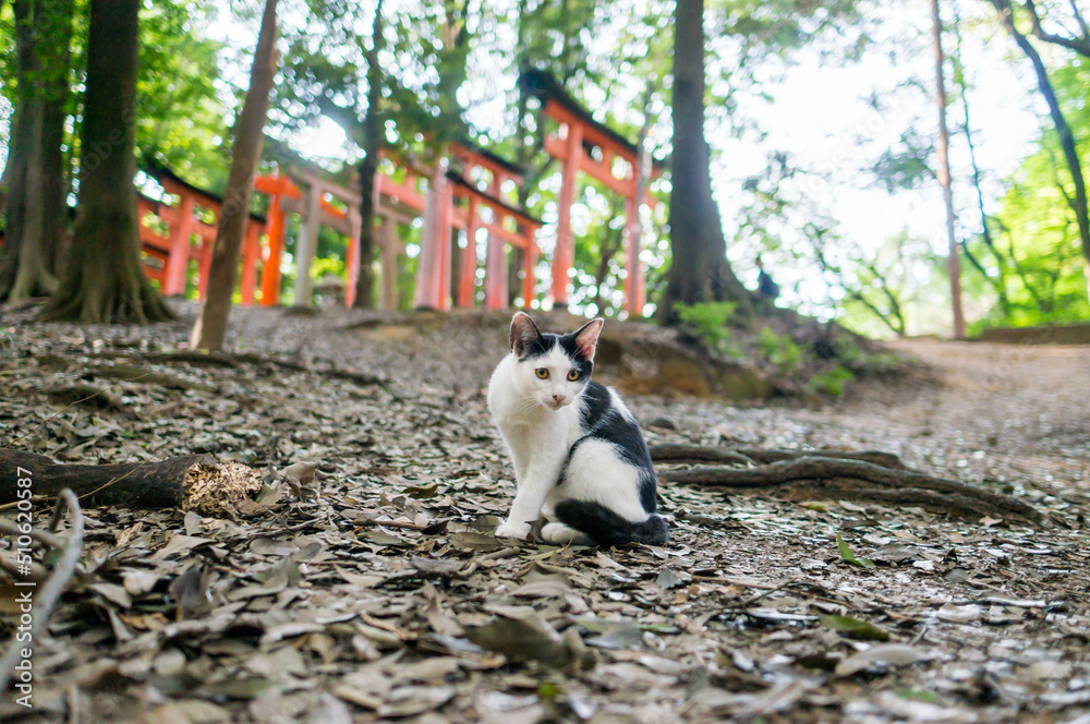 京都の伏見稲荷大社に暮らす猫 京都の伏見稲荷大社に暮らす猫