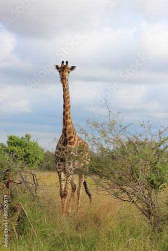 Photography Giraffe / Giraffe / Giraffa camelopardalis