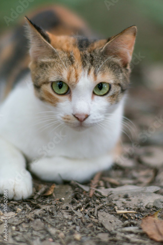 日本の森に暮らす猫