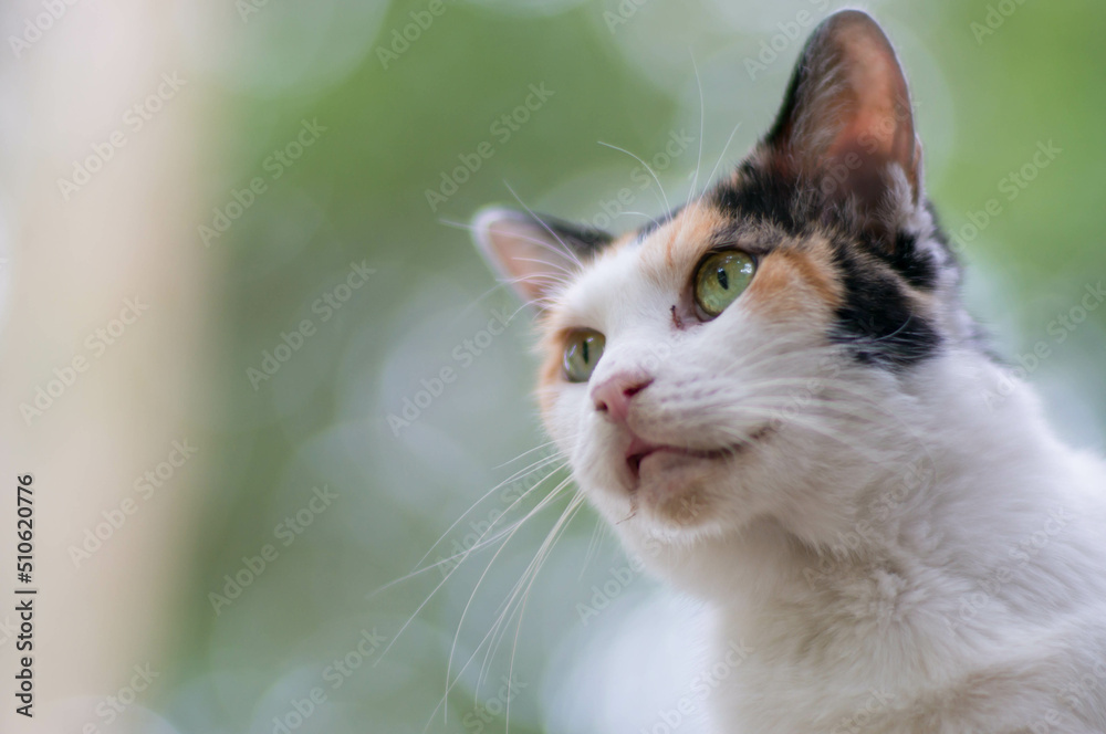 日本の美しい森に暮らす猫 日本の美しい森に暮らす猫