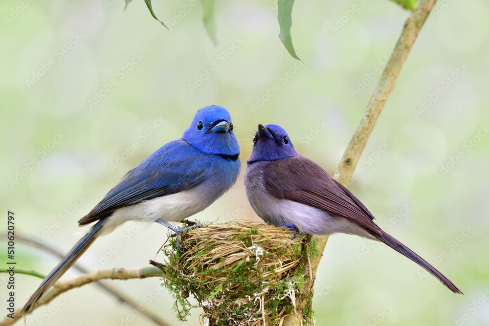 parent bird of black-nape monarch or blue flycatcher  guarding its nest