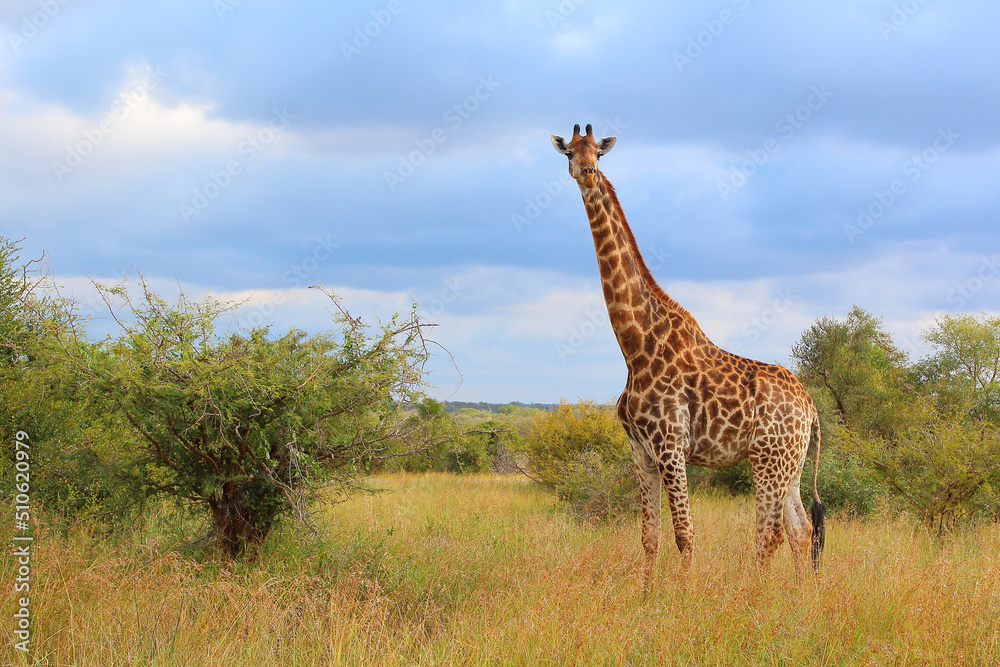Fototapeta premium Giraffe / Giraffe / Giraffa camelopardalis
