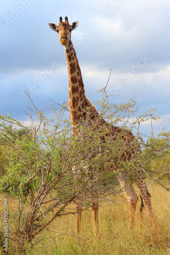 Canvas Print Giraffe / Giraffe / Giraffa camelopardalis
