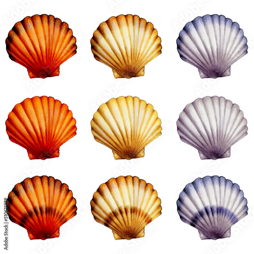 illustration of set of colorful seashells
