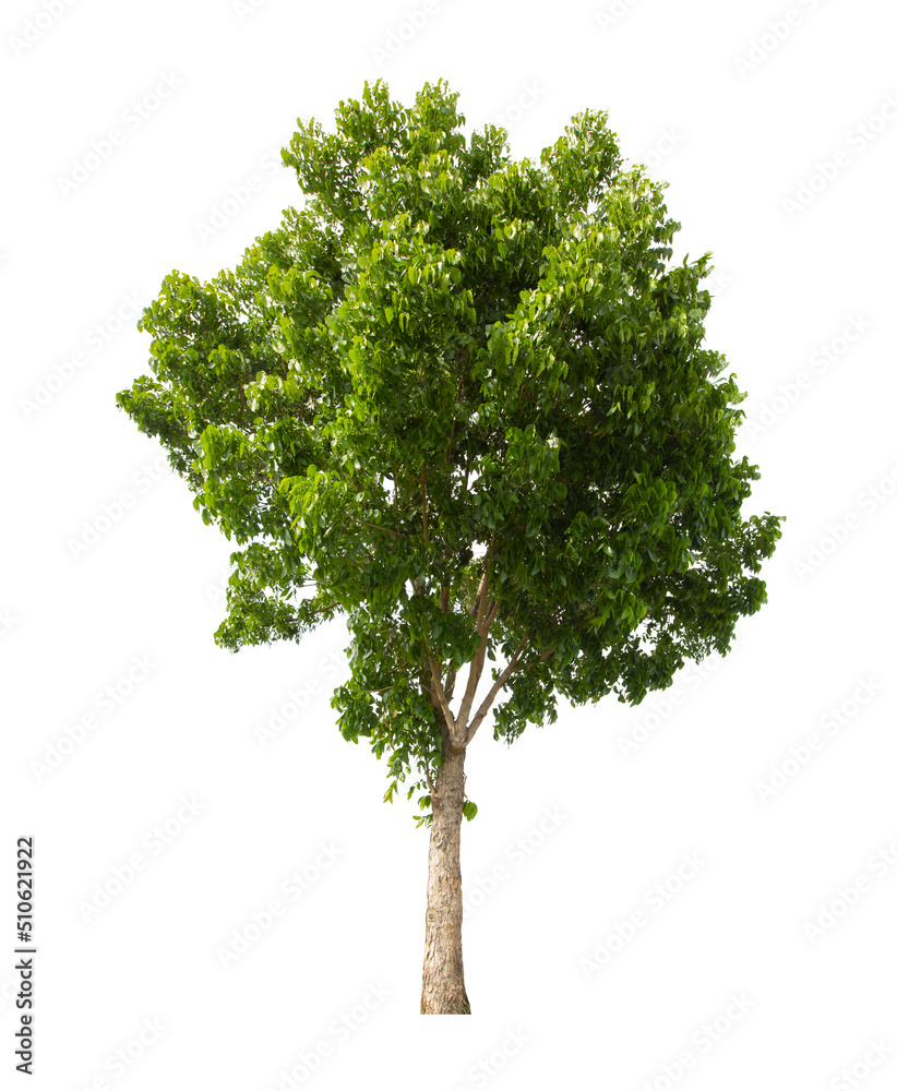 Fototapeta premium Single Tree isolated on white background, With Clipping path.