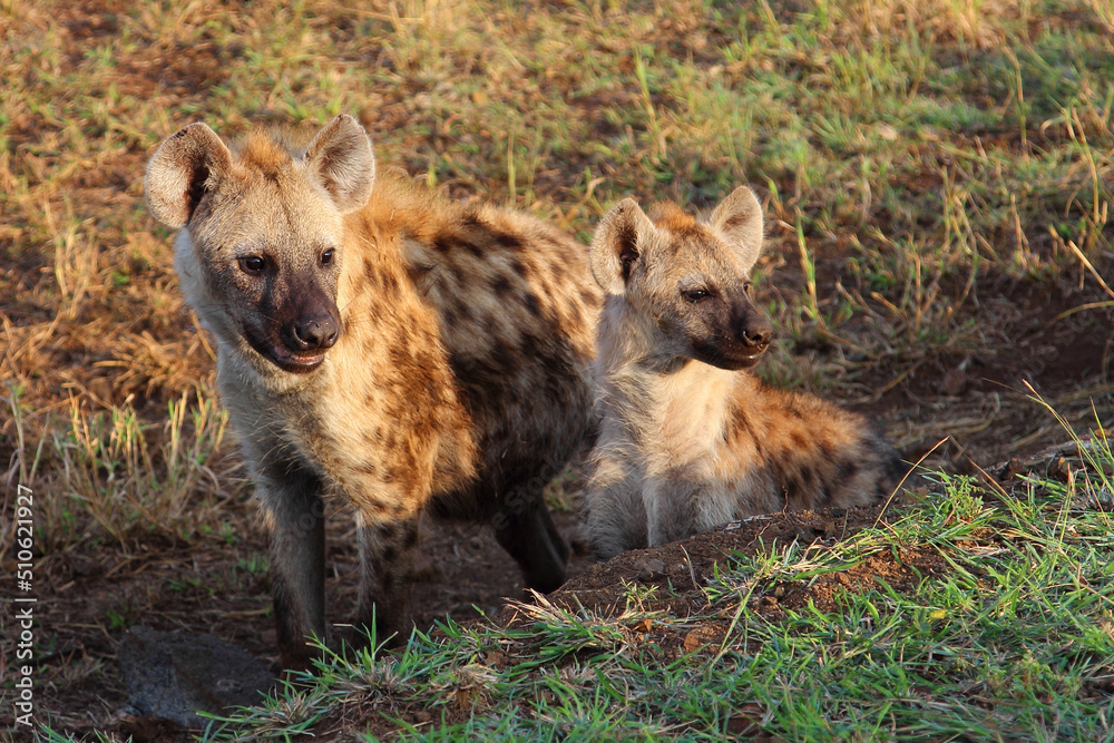 Tüpfelhyäne / Spotted hyaena / Crocuta crocuta... Tüpfelhyäne / Spotted hyaena / Crocuta crocuta...
