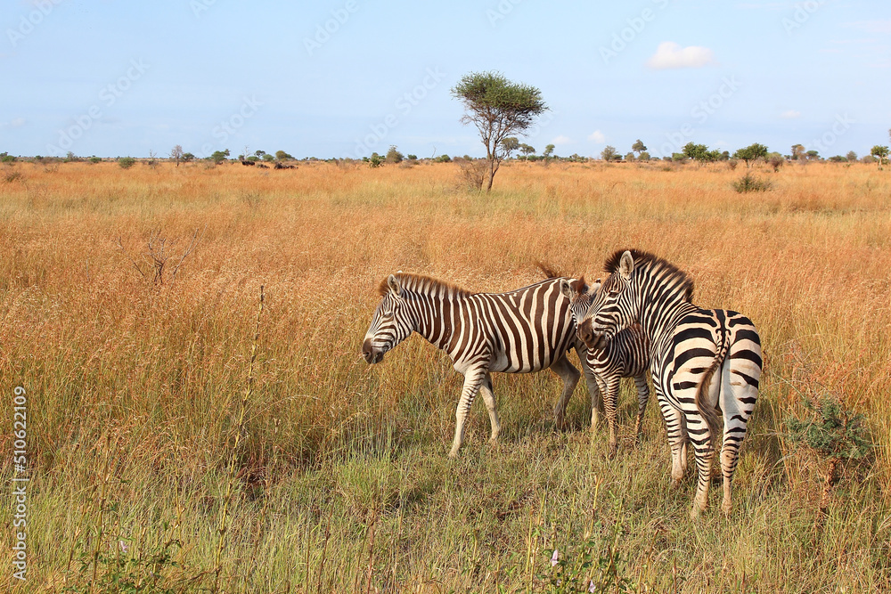 Steppenzebra / Burchell's zebra / Equus burchellii. Steppenzebra / Burchell's zebra / Equus burchellii.