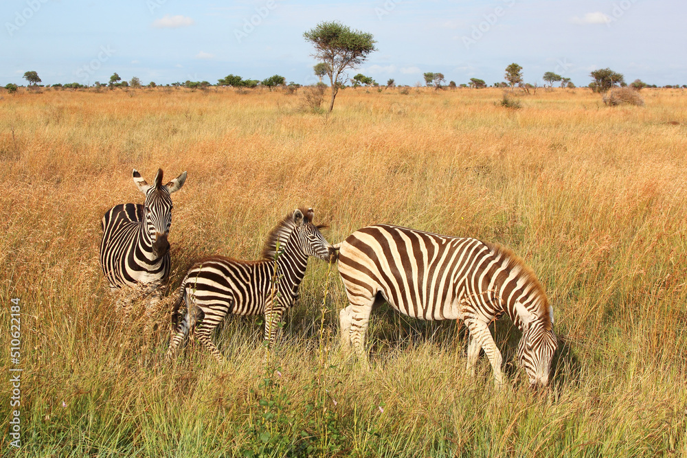 Obraz premium Steppenzebra / Burchell's zebra / Equus burchellii.