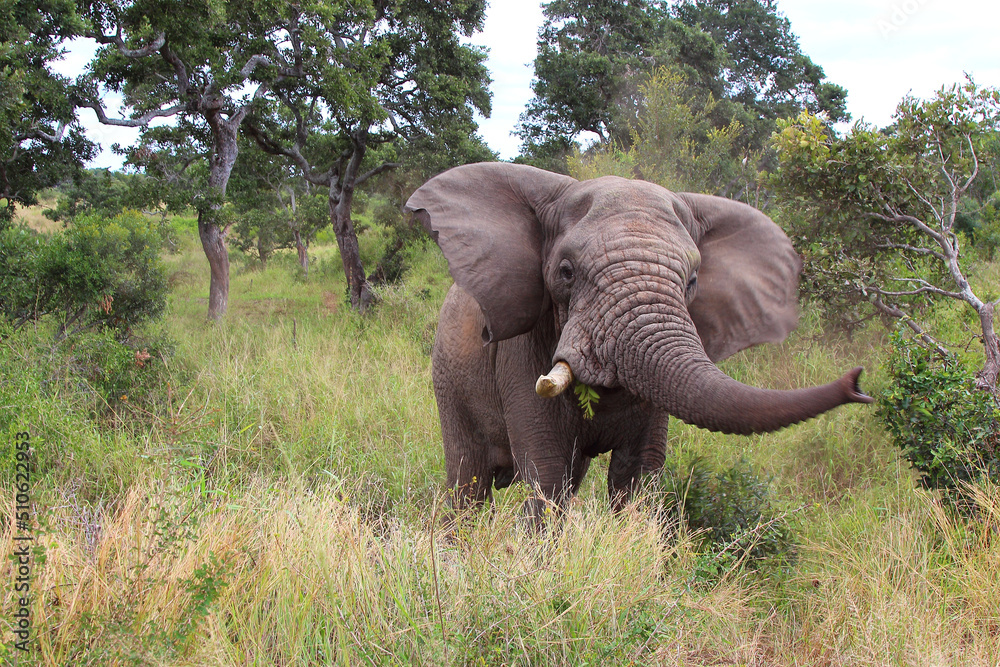 Fototapeta premium Afrikanischer Elefant / African elephant / Loxodonta africana