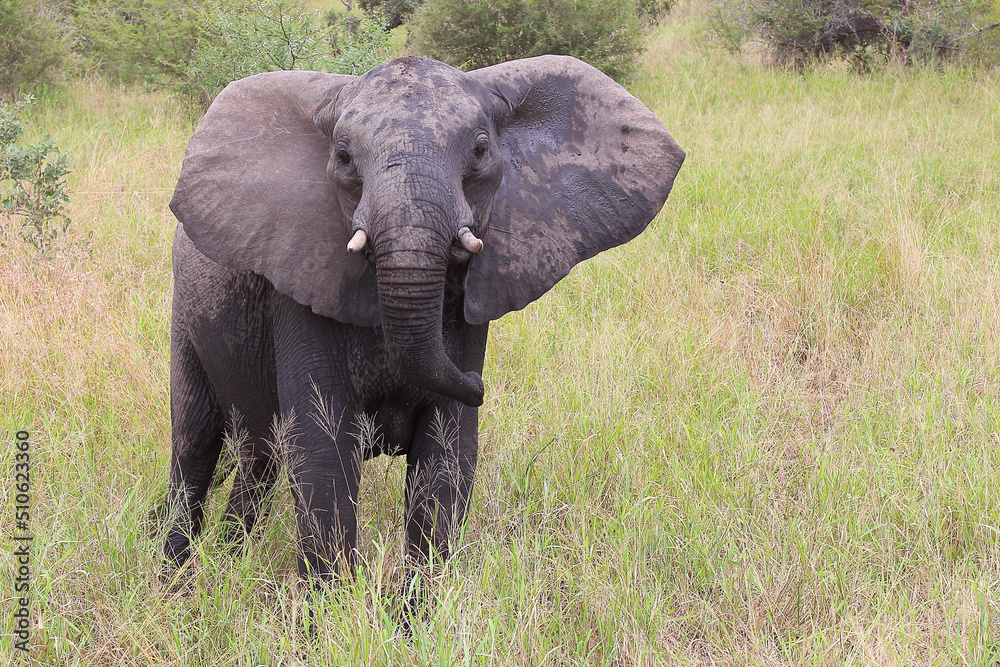 Afrikanischer Elefant / African elephant / Loxodonta africana Afrikanischer Elefant / African elephant / Loxodonta africana
