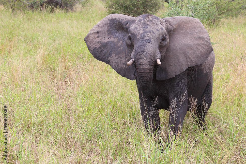 Fototapeta premium Afrikanischer Elefant / African elephant / Loxodonta africana