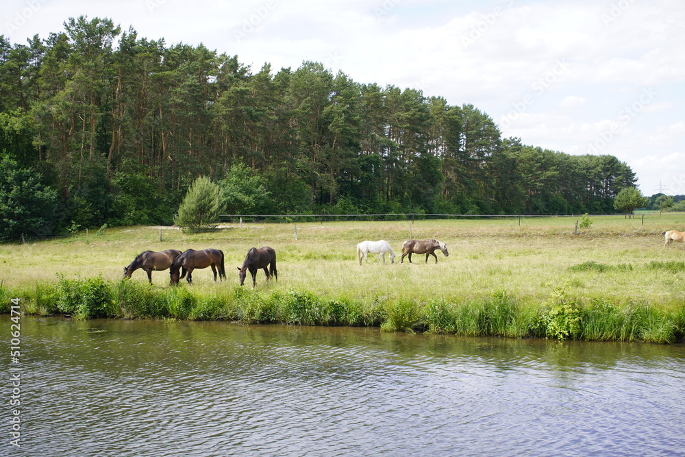 Impressions from a boat trip on the river Aller between Celle and Winsen. Lower Saxony, Germany Impressions from a boat trip on the river Aller between Celle and Winsen. Lower Saxony, Germany