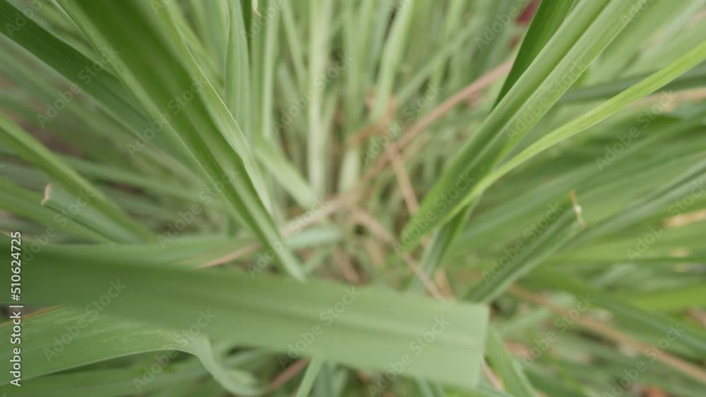 selective focus on lemon grass leaves with rain water droplet on surface. tropical summer tree selective focus on lemon grass leaves with rain water droplet on surface. tropical summer tree
