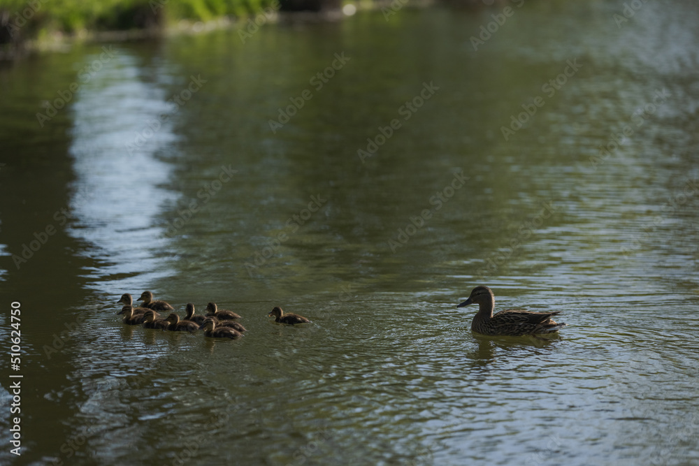 Common duck with ducklings swimming in a pond in late spring Common duck with ducklings swimming in a pond in late spring