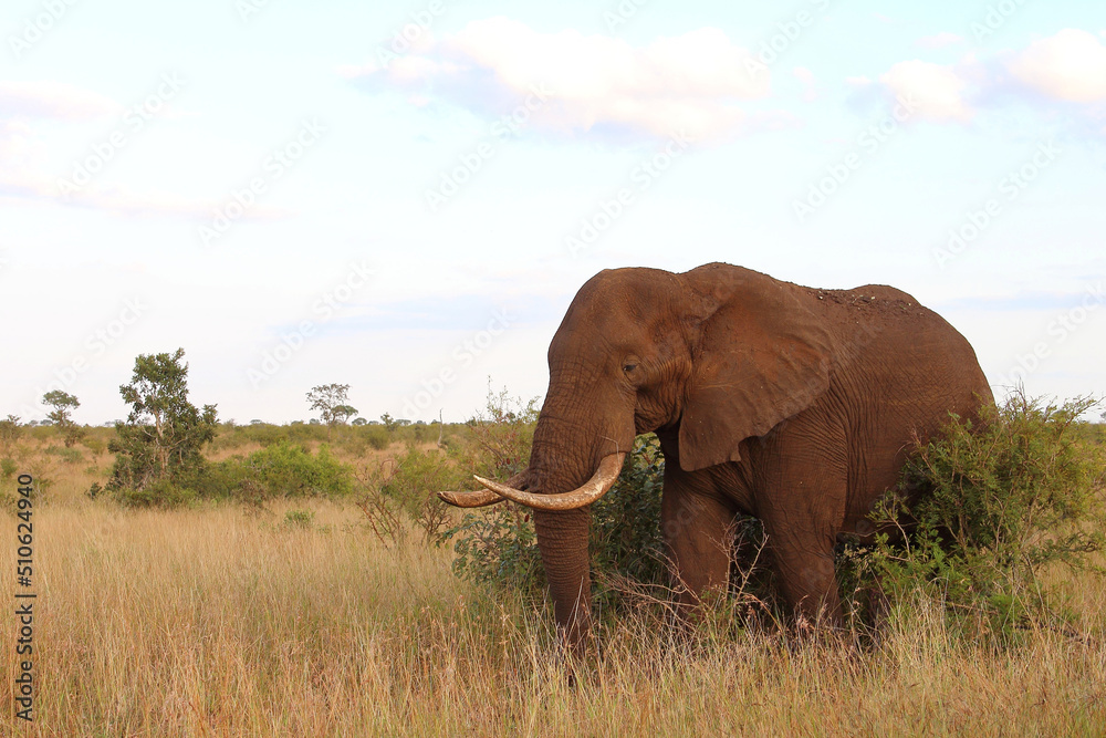 Obraz premium Afrikanischer Elefant / African elephant / Loxodonta africana