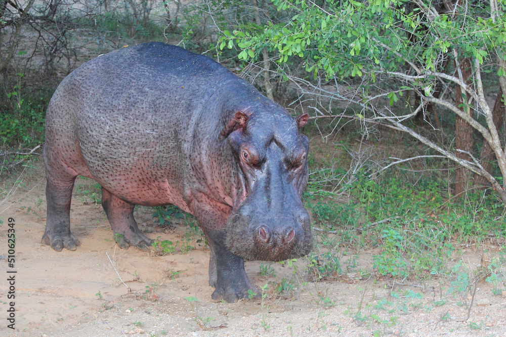 Flußpferd / Hippopotamus / Hippopotamus amphibius Flußpferd / Hippopotamus / Hippopotamus amphibius