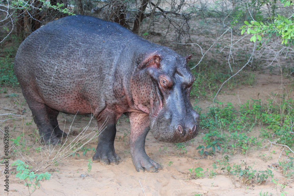 Flußpferd / Hippopotamus / Hippopotamus amphibius Flußpferd / Hippopotamus / Hippopotamus amphibius