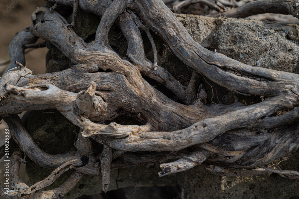 Old withered, twisted roots of an old tree Old withered, twisted roots of an old tree