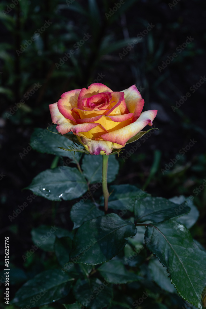 Beautiful pictures of garden flowers. Close up. Beautiful pictures of garden flowers. Close up.