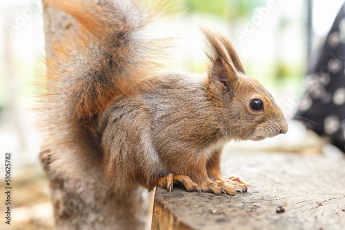 adult squirrel eats nuts and other food from human hands