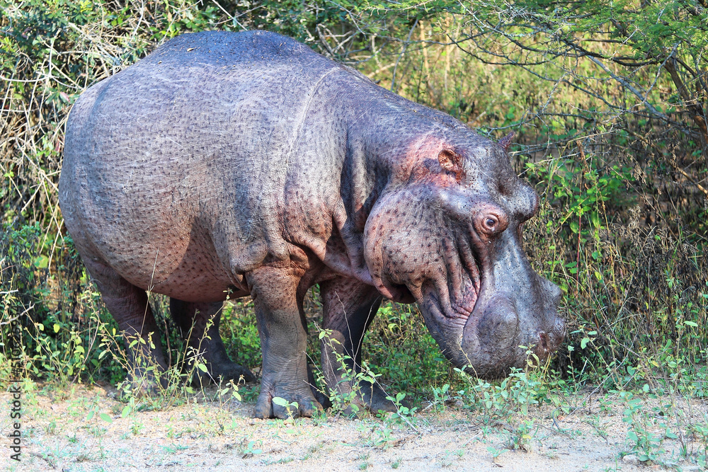 Flußpferd / Hippopotamus / Hippopotamus amphibius Flußpferd / Hippopotamus / Hippopotamus amphibius