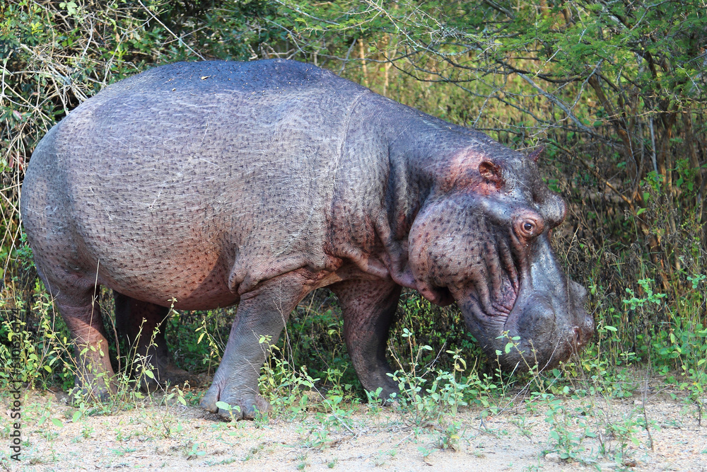 Flußpferd / Hippopotamus / Hippopotamus amphibius Flußpferd / Hippopotamus / Hippopotamus amphibius