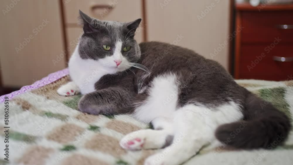 cute gray cat with a white chest lies on the bed cute gray cat with a white chest lies on the bed