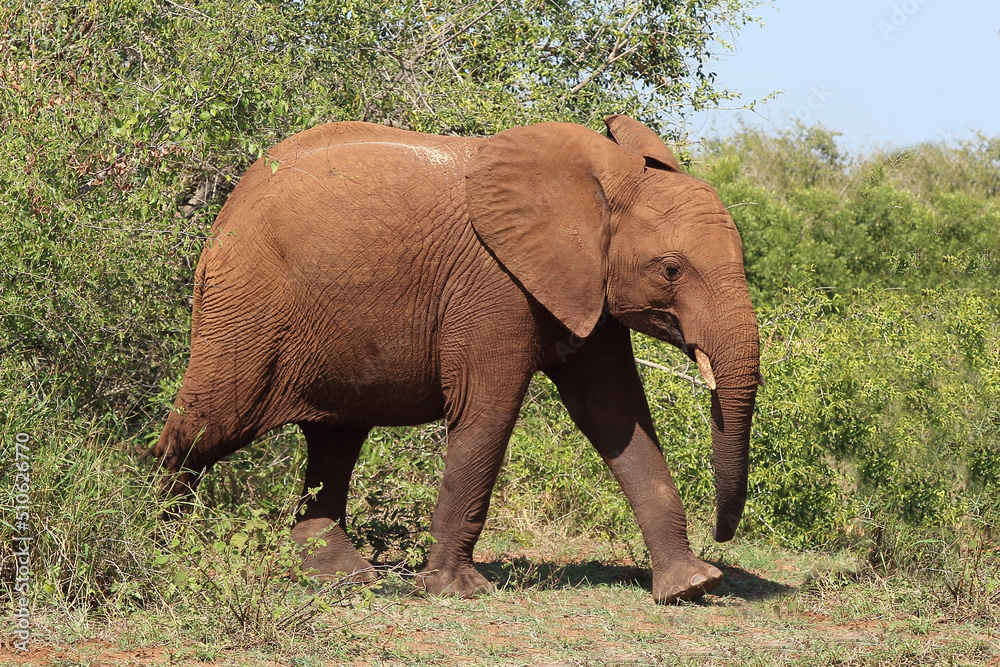 Fototapeta premium Afrikanischer Elefant / African elephant / Loxodonta africana
