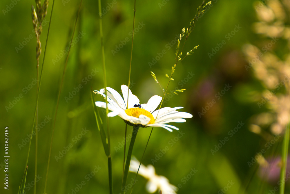 chamomile flower on the background of green nature chamomile flower on the background of green nature