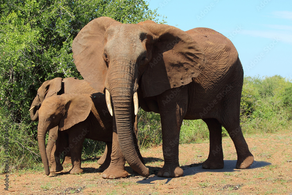 Fototapeta premium Afrikanischer Elefant / African elephant / Loxodonta africana