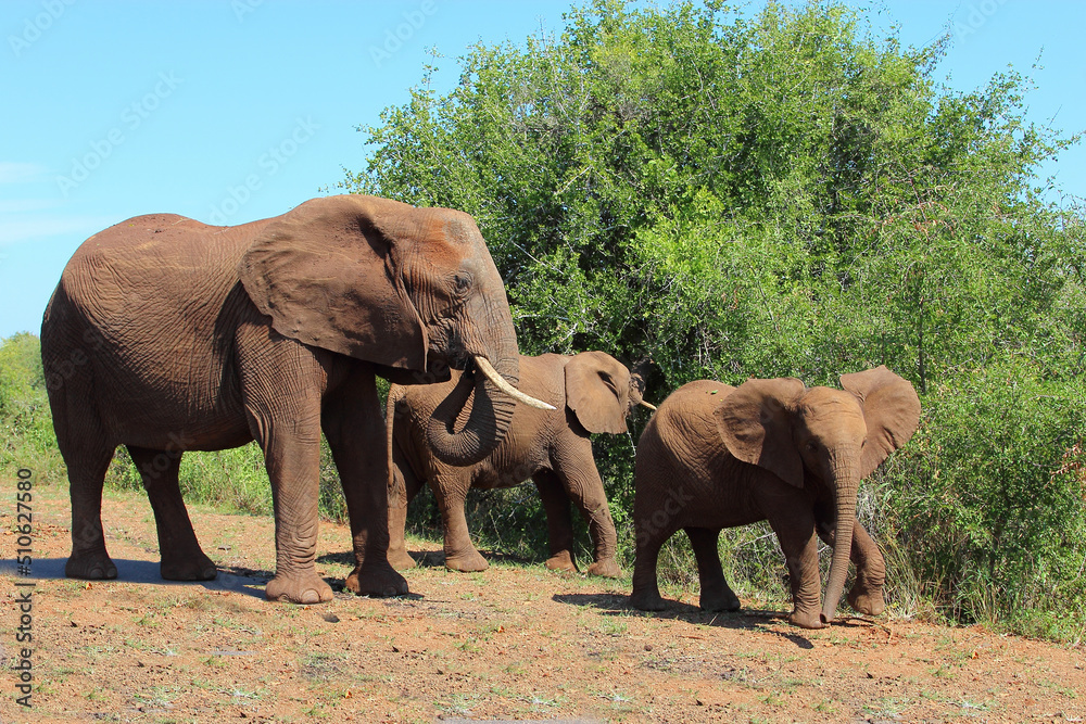 Fototapeta premium Afrikanischer Elefant / African elephant / Loxodonta africana