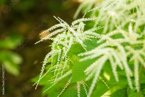 blooming white flowers Aruncus vulgaris Rafin on a background of green leaves photo