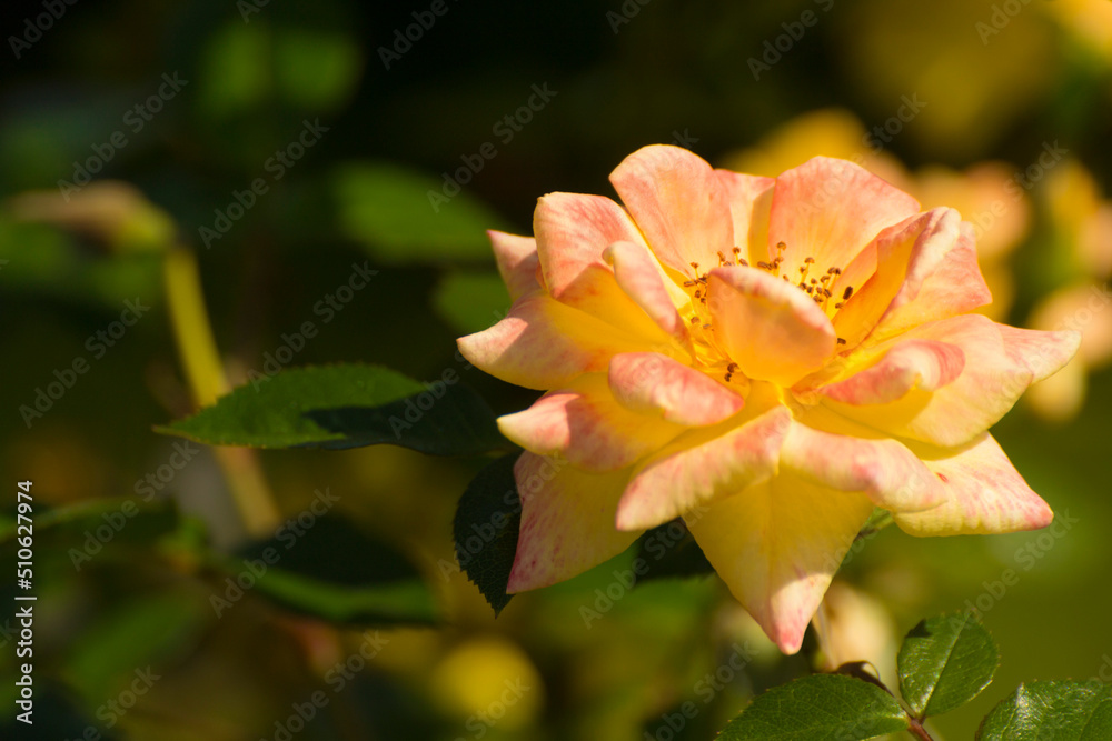 tea roses grow on the background of green leaves tea roses grow on the background of green leaves