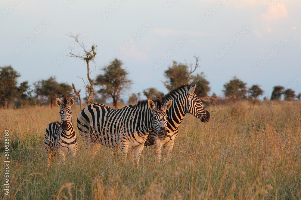 Obraz premium Steppenzebra / Burchell's zebra / Equus burchellii.
